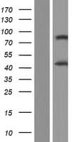 ADIPOR1/Adiponectin Receptor 1 Protein (Over-Expression Lysate Myc-DDK (Flag))
