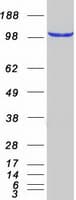 Human KIAA1984 / PARF Protein (Recombinant Myc-DDK (Flag))