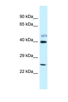 POLR2M Antibody (aa283-332)