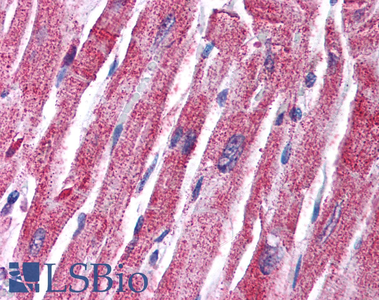MAPK14 / p38 Antibody (C-Terminus)
