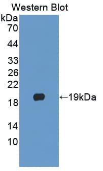 PLA2G10 Antibody (aa32-165, Cy3)