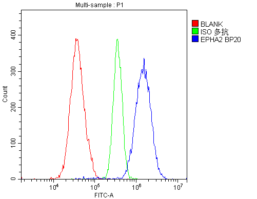 EPHA2 / EPH Receptor A2 Antibody