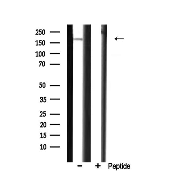 CUX1 / CASP Antibody
