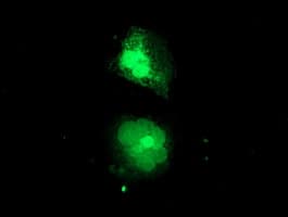 MIF4GD Antibody (clone OTI2H9)