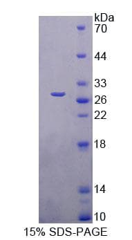 Mouse FBLN7 / Fibulin 7 Protein (Recombinant His-T7, N-terminus)