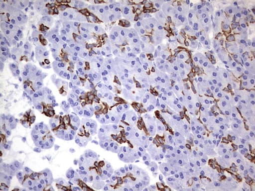 ENKUR Antibody (clone OTI6C10, Carrier-free)