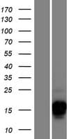 CSAG3 Protein (Over-Expression Lysate Myc-DDK (Flag))