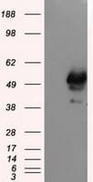 p66 / SHC Antibody (clone OTI1H8)