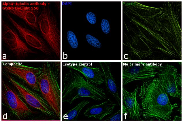 Polyclonal Goat Anti-Rabbit IgG Secondary Antibody (DY550, IHC, IF, WB)