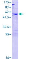 Human DENR / Density Regulated Protein (Recombinant GST)