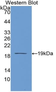 PCOLCE Antibody (aa315-437, Biotin)