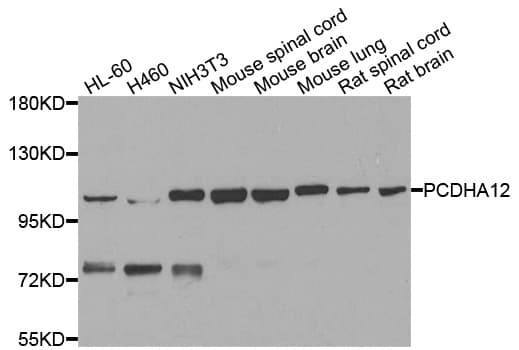 PCDHA12 Antibody