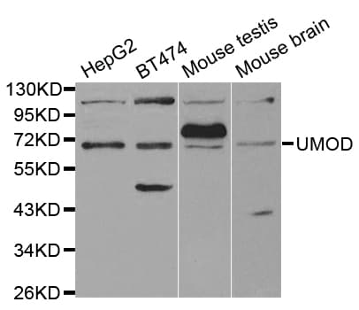 UMOD / Uromodulin Antibody