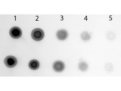 Cyanine Antibody (AP)