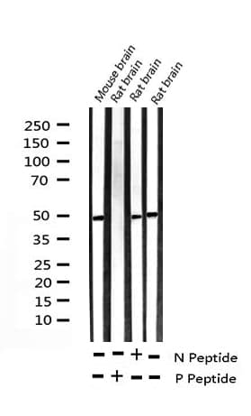 Polyclonal Rabbit anti-Human MYC / c-Myc Antibody (phospho-Ser62, IHC, IF, WB)