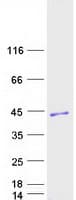 Human CNPY4 Protein (Recombinant Myc-DDK (Flag))