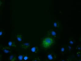 CD80 Antibody (clone OTI1E9)