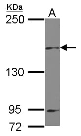 IHC-plus™ MINK1 / MINK Antibody (C-Terminus)