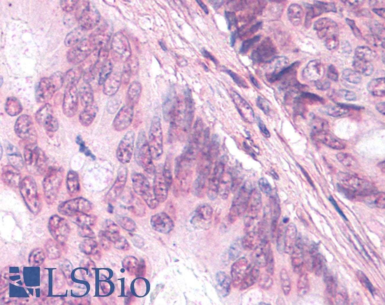 IHC-plus™ NR0B1 / DAX1 Antibody (C-Terminus)