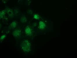 SPR Antibody (clone OTI1F4)