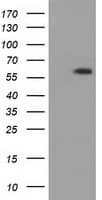 PANK2 Antibody (clone OTI3G4)