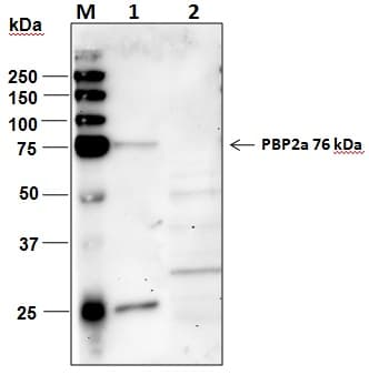 Penicillin Binding Protein 2a Antibody (clone 5C6-E11-C2-G11-D2, Preservative Free)
