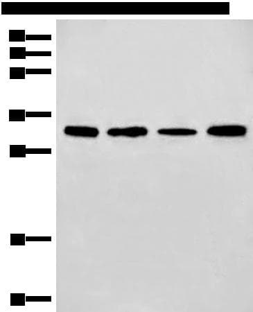 ERCC1 Antibody