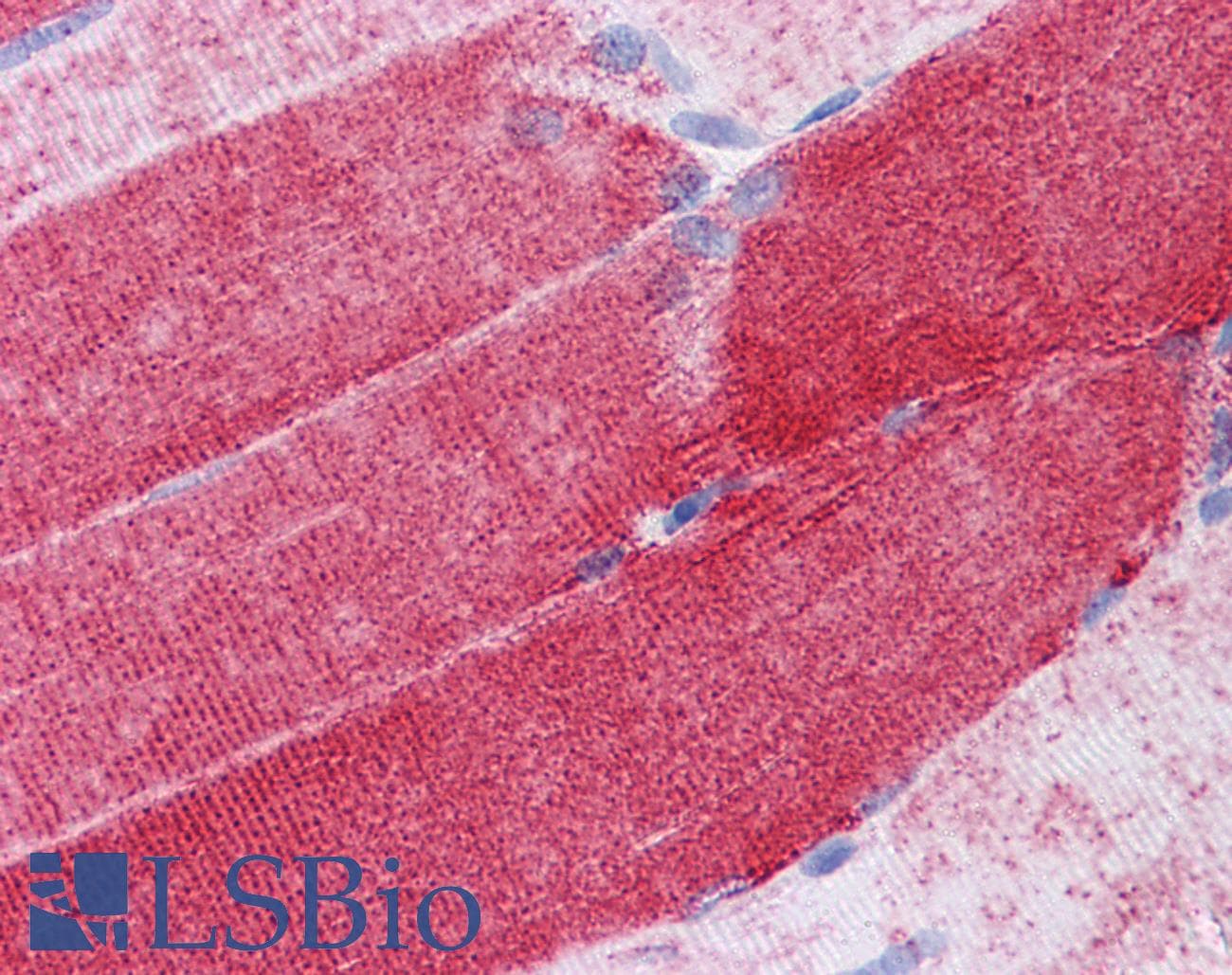 IHC-plus™ COXG / COX6B1 Antibody (clone 5D3)