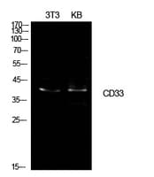 CD33 Antibody