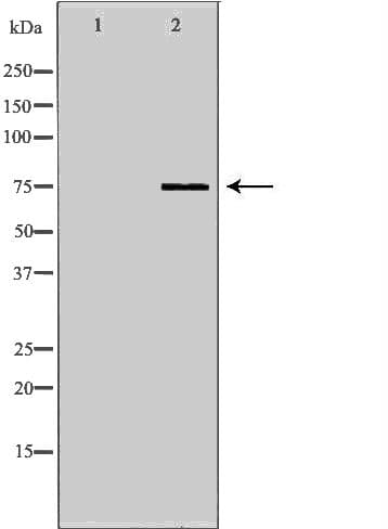 Polyclonal Rabbit anti-Human HEC1 / NDC80 Antibody (C-terminal, IHC, IF, WB)