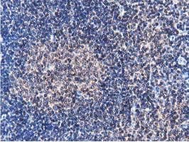 FAM40A Antibody (clone OTI7B8)