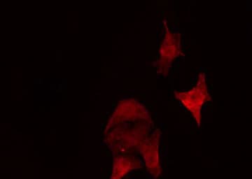 SEPT5 / Septin 5 Antibody