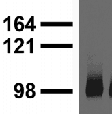 GRIA1 / GLUR1 Antibody (clone S355-1)