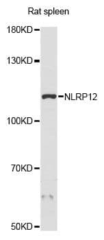NLRP12 Antibody