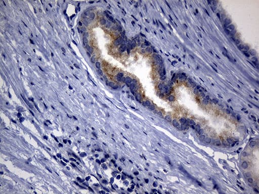 SYTL4 / Granuphilin Antibody (clone OTI2B3)