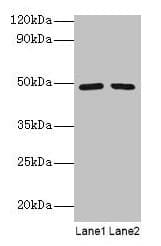 IHC-plus™ Polyclonal Rabbit anti-Human DDX39B / UAP56 Antibody (aa2-251, IHC, WB)