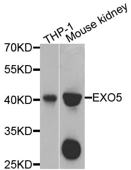 EXO5 / Exonuclease 5 Antibody