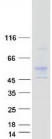 Human RGMA Protein (Recombinant Myc-DDK (Flag))
