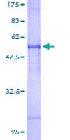 Human FAIM2 / LIFEGUARD Protein (Recombinant GST)