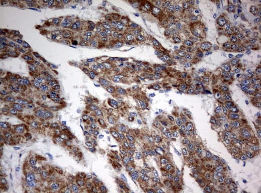 Monoclonal Mouse anti-Human MRPS34 Antibody (clone UMAB125, IHC, IF, WB)