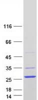 Human NHLH2 / HEN2 Protein (Recombinant Myc-DDK (Flag))