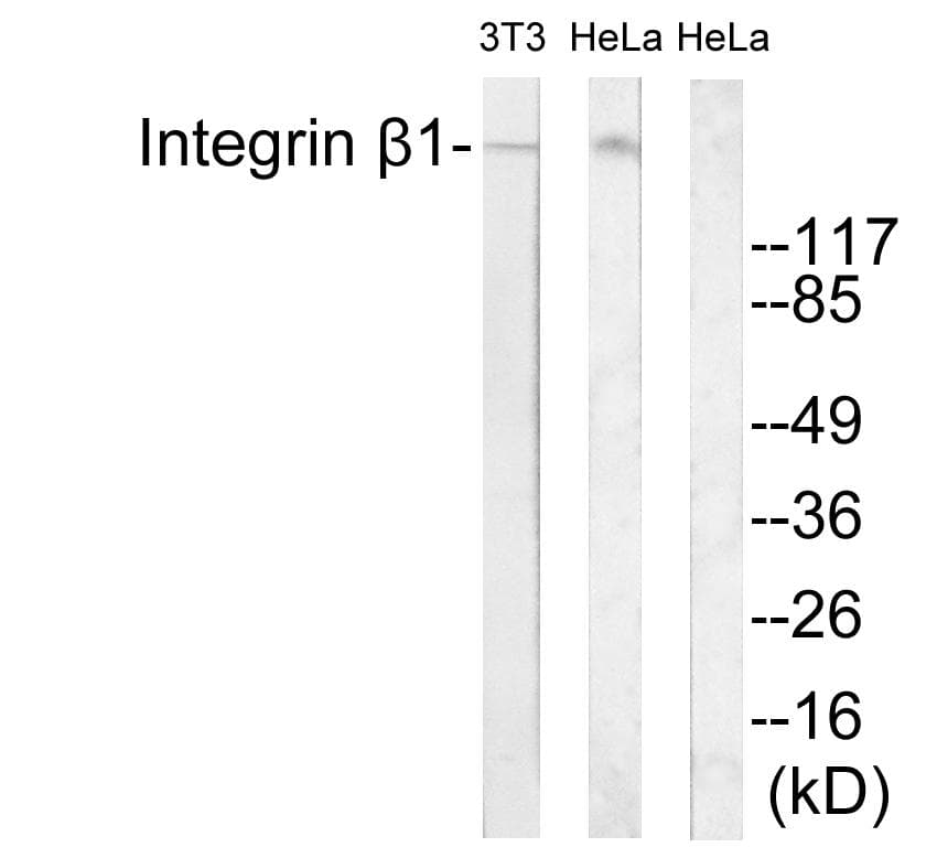 ITGB1 / Integrin Beta 1 / CD29 Antibody (p788)