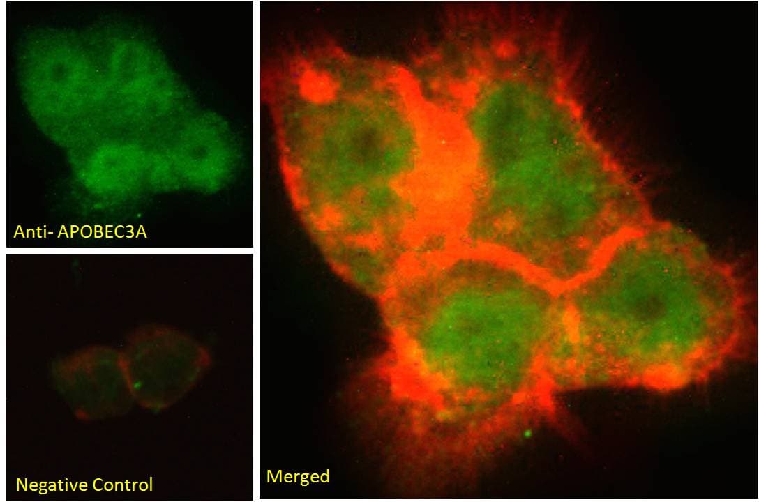 IHC-plus™ Polyclonal Goat anti-Human APOBEC3A Antibody (aa7-20, IHC, IF, WB)