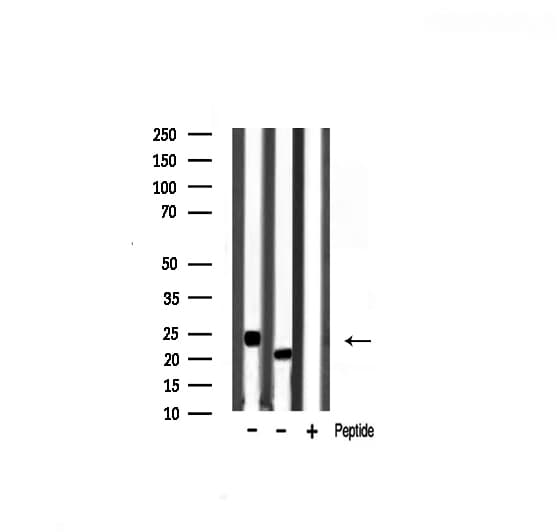 NRAS / N-ras Antibody