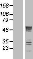 SEPT6 / Septin 6 Protein (Over-Expression Lysate Myc-DDK (Flag))