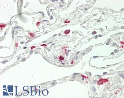 IHC-plus™ BPI Antibody (aa293-324)