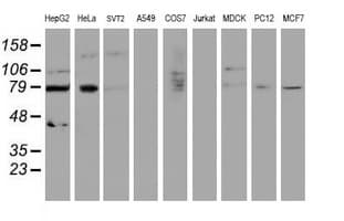 Monoclonal Mouse anti-Human SENP2 Antibody (clone OTI1F7, aa139-523, IF, WB)