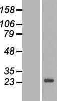 SPANXN3 Protein (Over-Expression Lysate Myc-DDK (Flag))