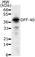 DFFB Antibody (aa205-222, clone 36A349)