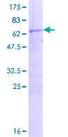 Human RG9MTD3 Protein (Recombinant GST)